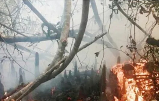 সুন্দরবনে এখনও আগুন জ্বলছে, নেভাতে কাজ শুরু ফায়ার সার্ভিসের
