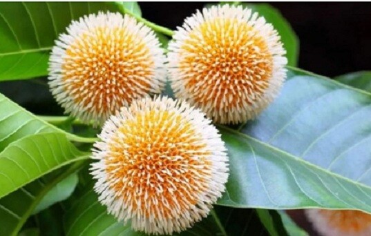 আষাঢ় এলেও হারিয়ে যাচ্ছে বর্ষার স্মারক কদম