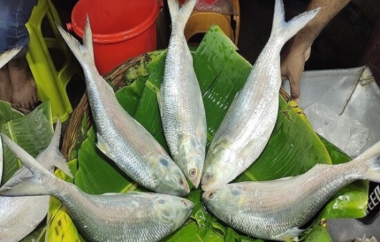 পায়রা নদীতে ধরা পড়ছে বড় বড় ইলিশ