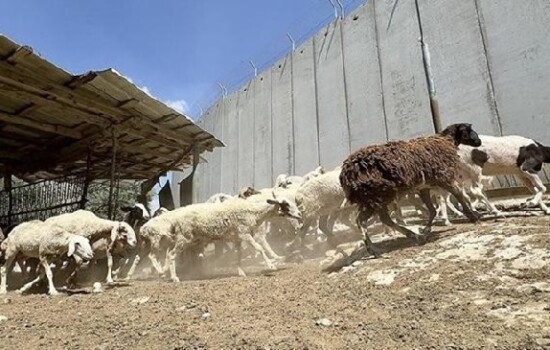 ইসরাইলের বাধায় কুরবানিও দিতে পারেননি গাজাবাসী