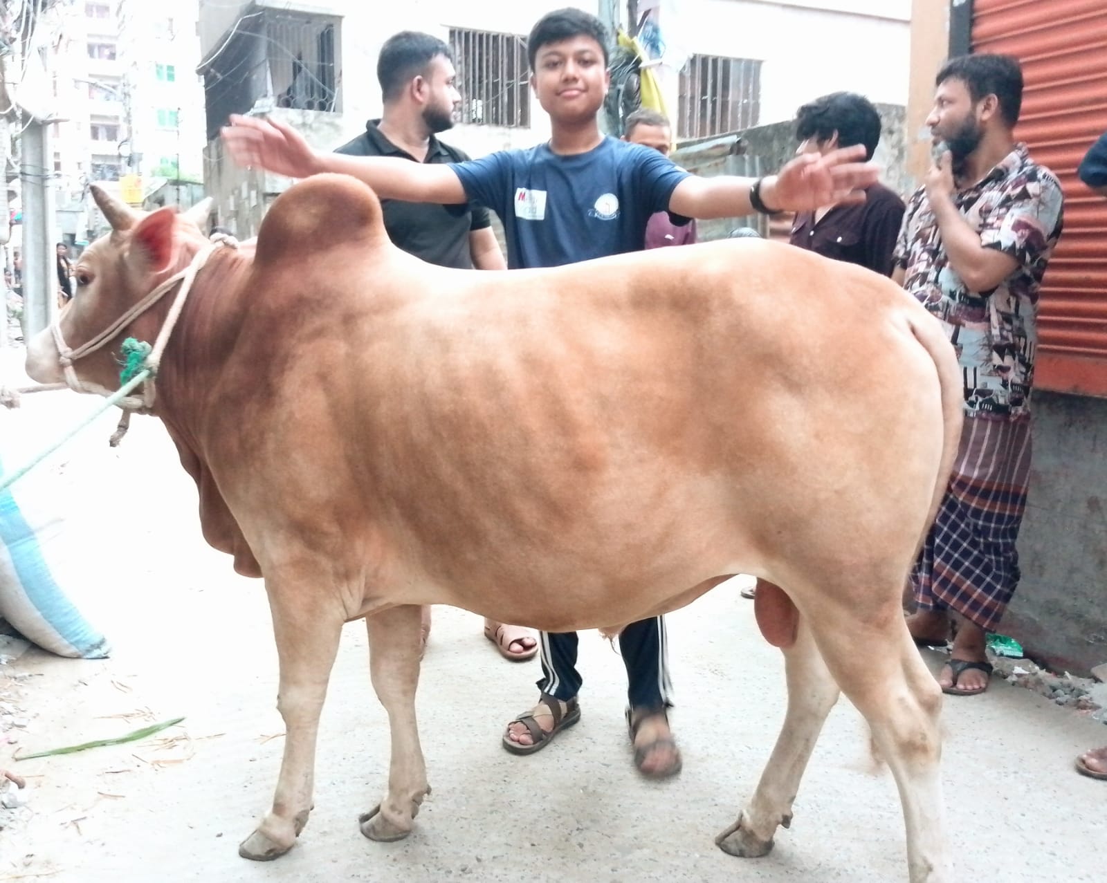 রাজধানীতে ১২ লাখ পশু কোরবানি হয়েছে