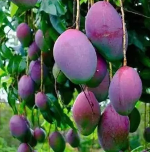 মিয়াজাকি : বিশ্বের সবচেয়ে দামি আম