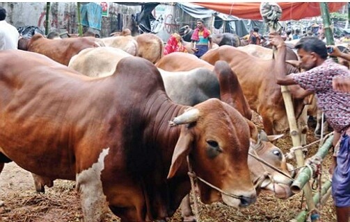 বড় গরুতে আগ্রহ কম ক্রেতাদের, ব্যাপারীদের মাথায় হাত