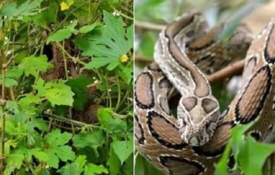 চাঁদপুরে একের পর এক বেরিয়ে আসছে ভয়ঙ্কর রাসেল ভাইপার, আতঙ্ক