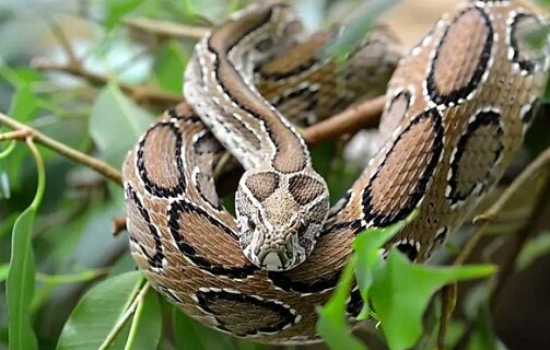 বিষধর হলেও তেড়ে কামড়ায় না রাসেলস ভাইপার