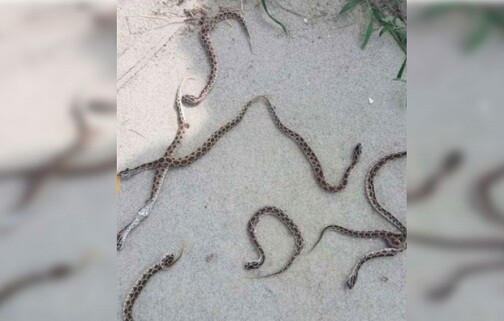 সারদা পুলিশ একাডেমিতে ১৬ রাসেলস ভাইপার উদ্ধার, আতঙ্ক