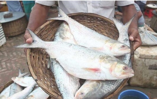 ভারতে পাচারের সময় ইলিশ জব্দ