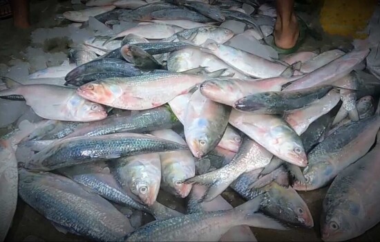 ৮ শর্তে ভারতে রপ্তানি হবে ২৪২০ টন ইলিশ