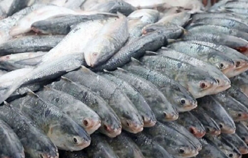 ভারতে ইলিশ রপ্তানি দ্বিপাক্ষিক বন্ধুত্বের প্রতীক