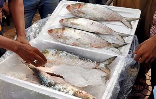 ইলিশের কেজি ৭০০ টাকা নির্ধারণে আইনি নোটিশ