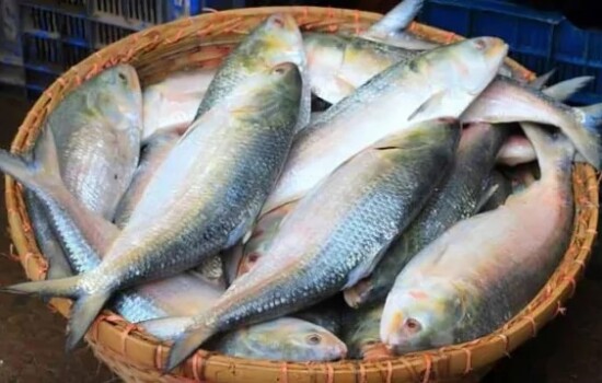 বাংলাদেশের কাছে ইলিশ চেয়ে ভারতের চিঠি