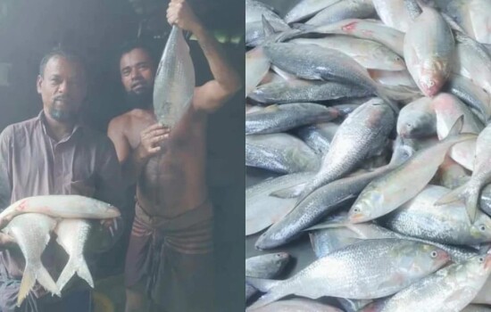 টেকনাফে ধরা পড়ল ১ লাখ ২১ হাজার টাকার ইলিশ