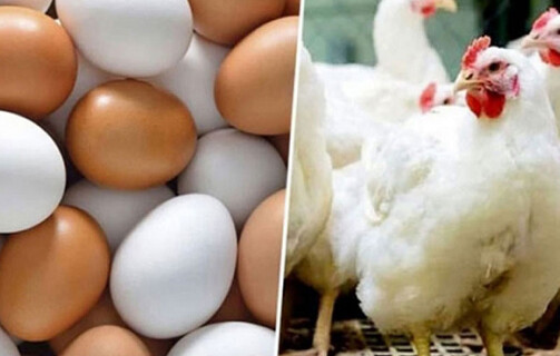 মুরগি ও ডিমের নতুন মূল্য নির্ধারণ