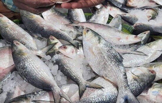 ভারতে তিন হাজার টন ইলিশ রপ্তানির অনুমতি