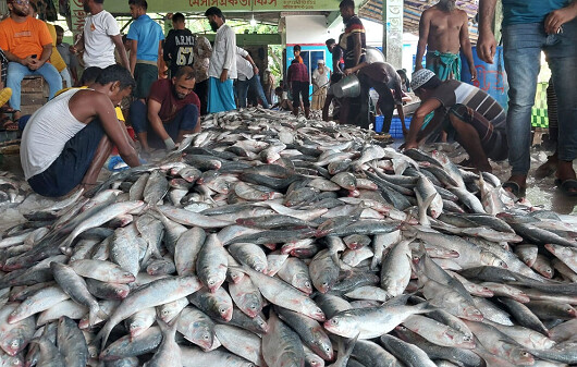 এক জালেই ধরা পড়ল ১০২ মণ ইলিশ