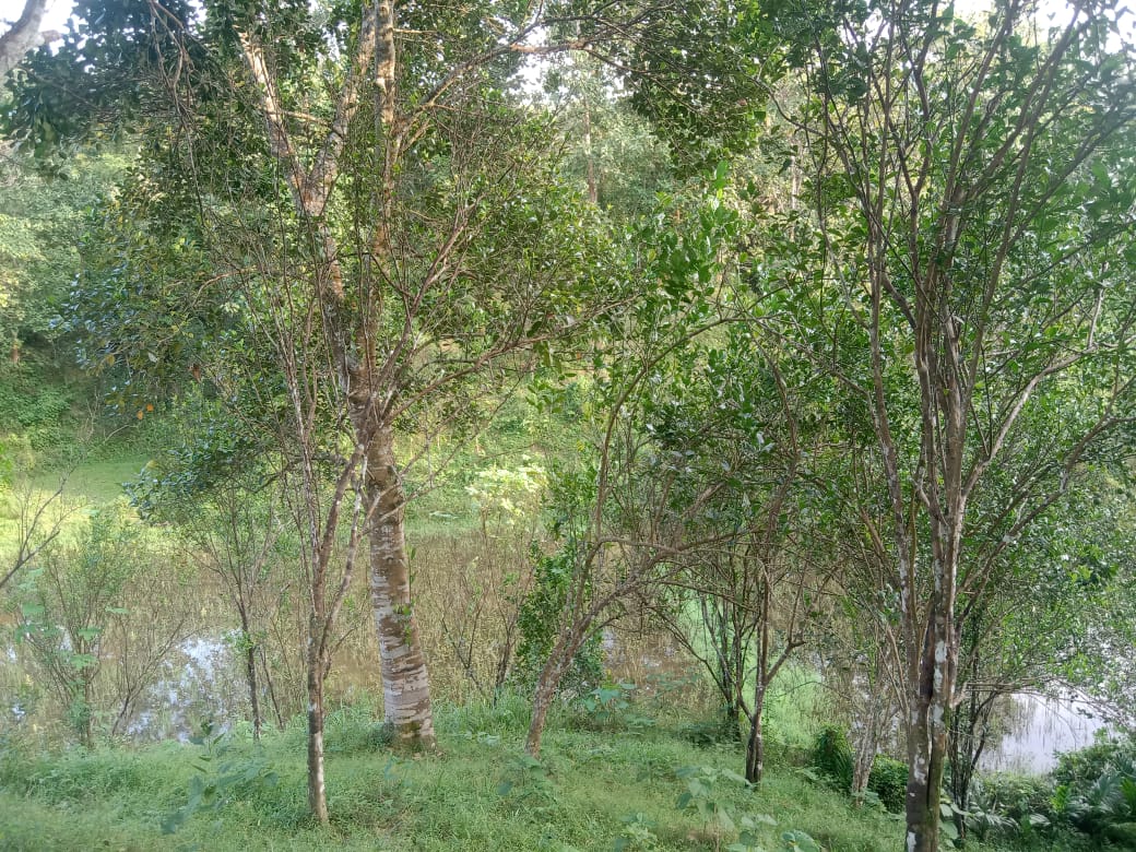 জুড়ীতে কমলা বাগানে পোকা-মাকড়ের আক্রমণে মারা যাচ্ছে কমলা গাছ