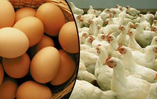 ২০ দিনে ডিম-মুরগির দাম বাড়িয়ে ২৮০ কোটি টাকা লুট