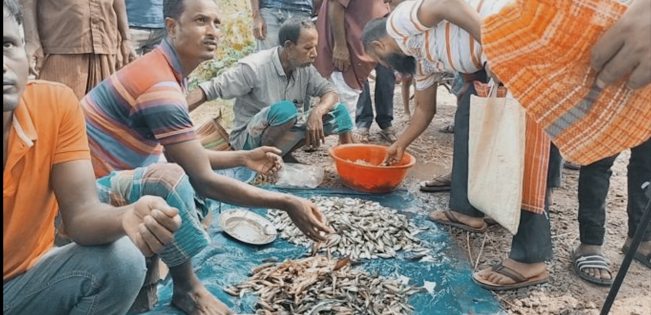 ঠাকুরগাঁওয়ের বুড়ির বাঁধে মাছ ধরা উৎসব