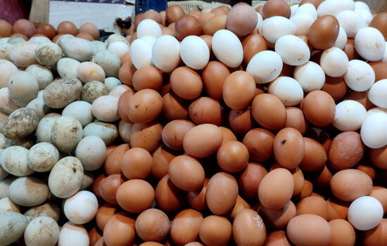 ডিমের বাজার নিয়ন্ত্রণে শুল্ক-কর প্রত্যাহারের ফের সুপারিশ