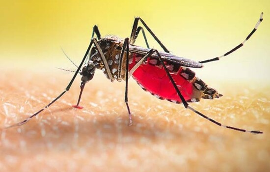 ডেঙ্গু আক্রান্তে আজও ১০ জনের মৃত্যু, নতুন সনাক্ত ৮৮৬