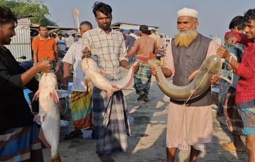 পদ্মায় এত পাঙাশ কখনো দেখেননি জেলেরা