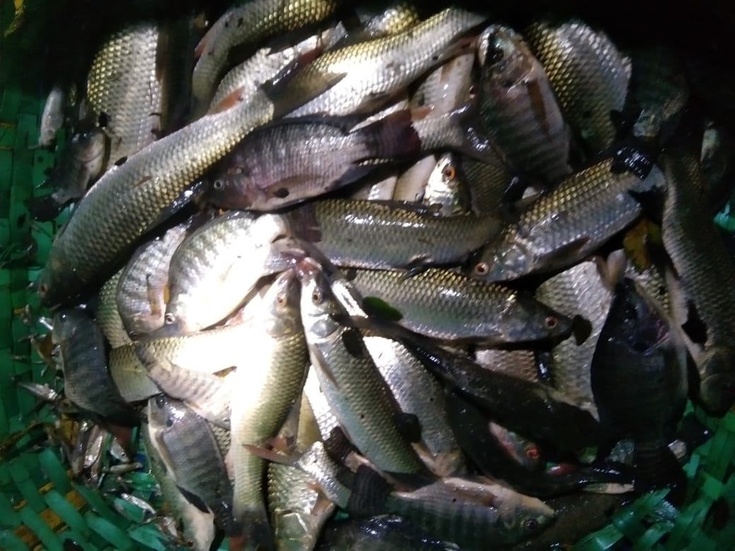 পূর্ব শত্রুতার জেরে বিষ দিয়ে পুকুরের মাছ নিধন