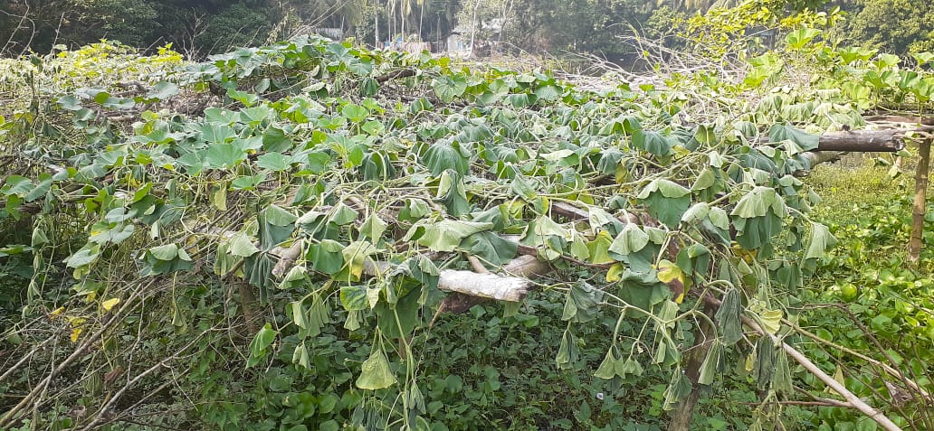 লক্ষ্মীপুরে কৃষকের লাউ বাগান বিনষ্ট, ক্ষয়ক্ষতি অর্ধ লক্ষাধিক