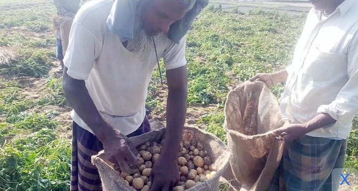 ঠাকুরগাঁওয়ের বালিয়াডাঙ্গী উপজেলার বিভিন্ন জায়গায় আগাম আলু তোলা শুরু