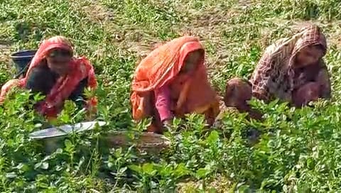 ঠাকুরগাঁওয়ের বাজারে উঠছে নতুন আলু : দাম পেয়ে খুশি কৃষকেরা