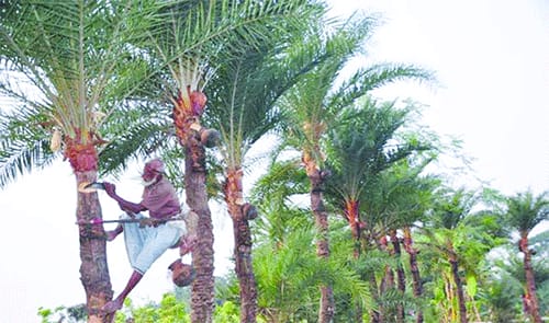 সীতাকুণ্ডে খেজুর গাছ থেকে রস নামাতে গিয়ে এক বৃদ্ধের মৃত্যু