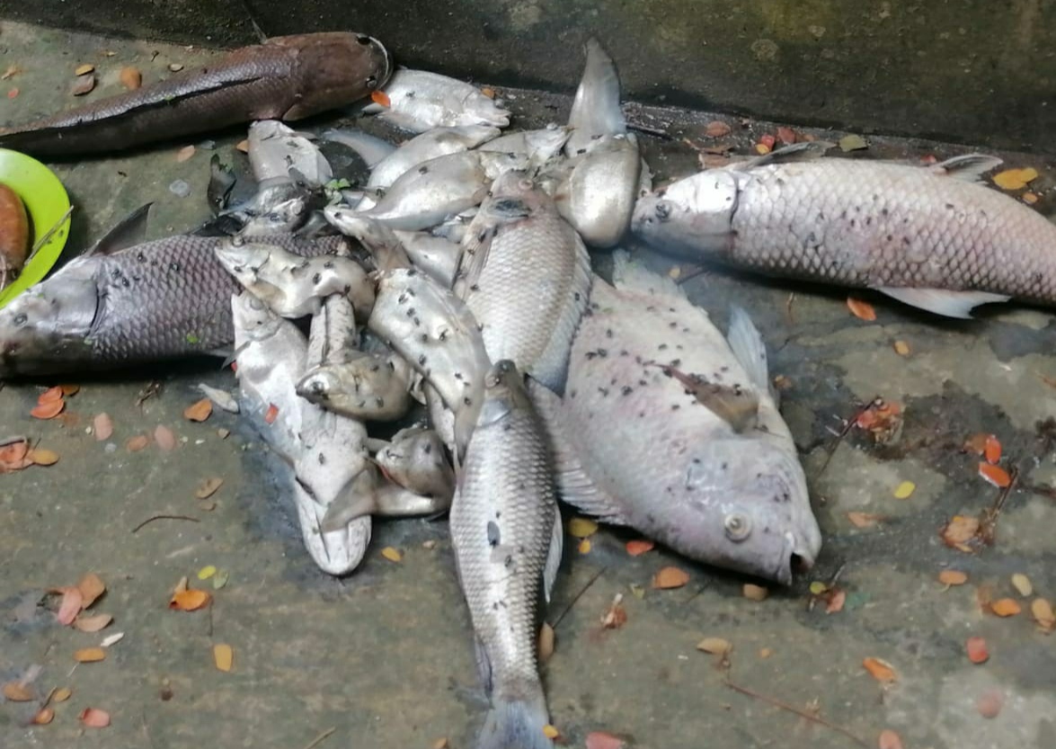 চৌদ্দগ্রামের গুনবতীতে পুকুরে বিষ প্রয়োগে প্রায় পাঁচ লক্ষ টাকার মাছ নিধন।