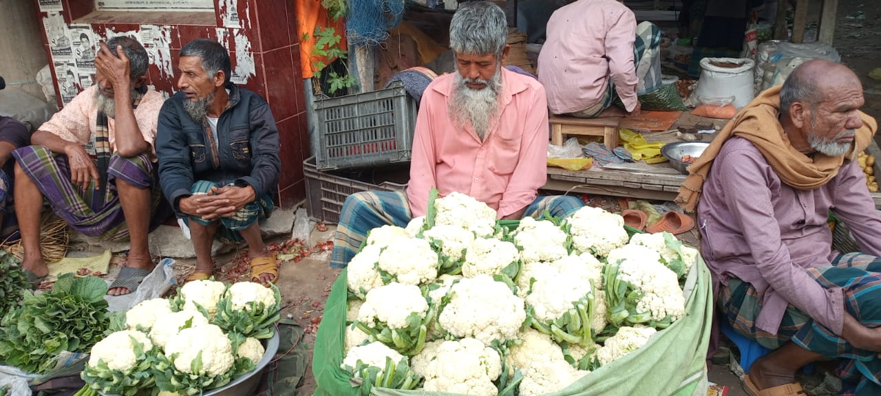 কালিহাতীতে ফুলকপির মূল্যে ধ্বস বিপাকে কৃষকরা