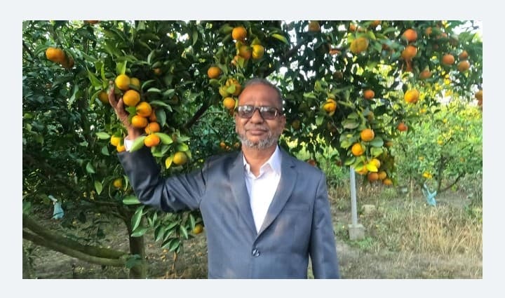 ঠাকুরগাঁওয়ের জয়নালের বাগানে থোকায় থোকায় ঝুলছে ‘দার্জিলিং’ কমলা