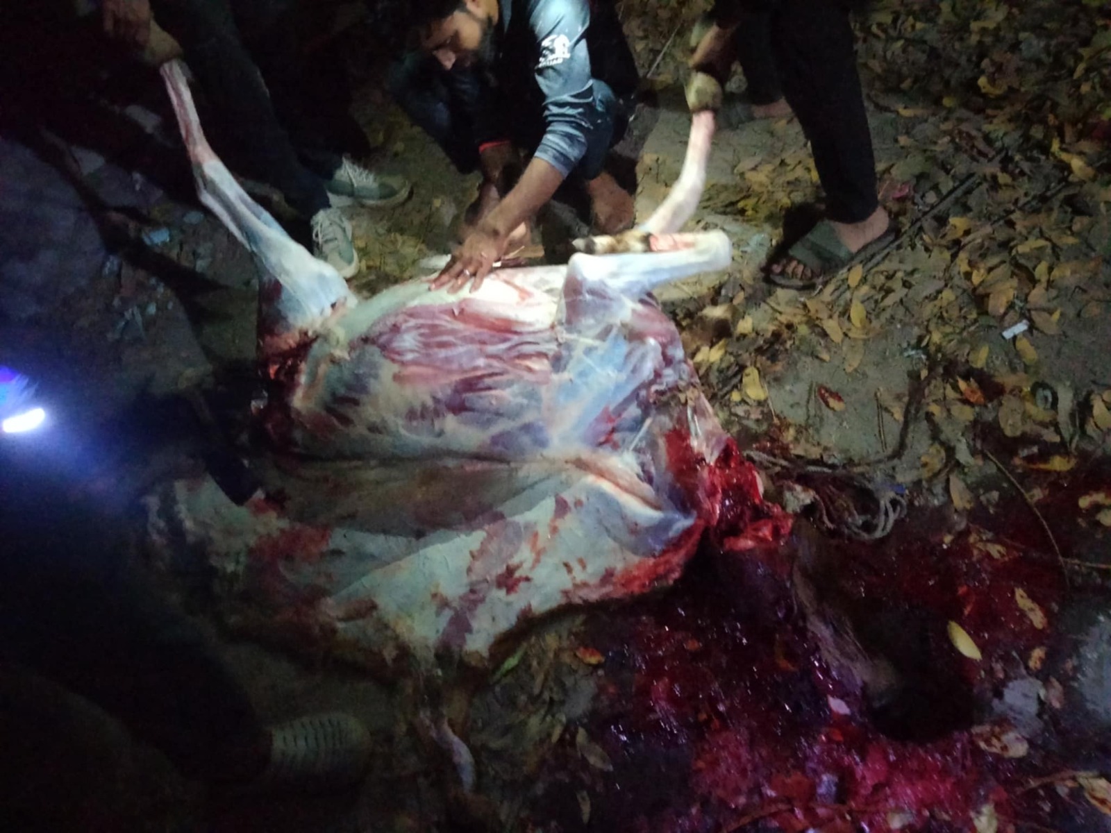 শেরপুরে ঘোড়া জবাই করে পুলিশের হাতে ধরা