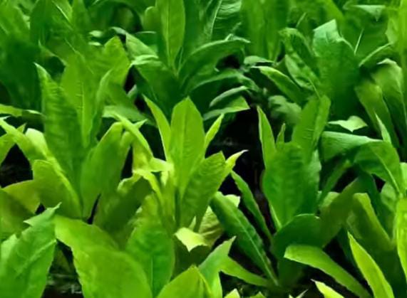 টাঙ্গাইলে চরাঞ্চলে বাড়ছে তামাক চাষ, কৃষকদের টানছে কোম্পানির লোভনীয় প্রস্তাব