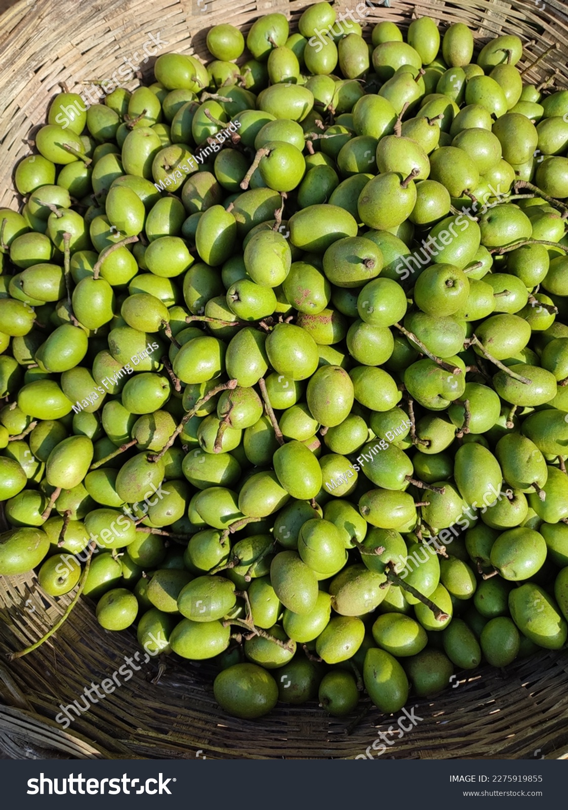 পাহাড়ে জলপাইয়ের বাণিজ্যিক চাষাবাদ