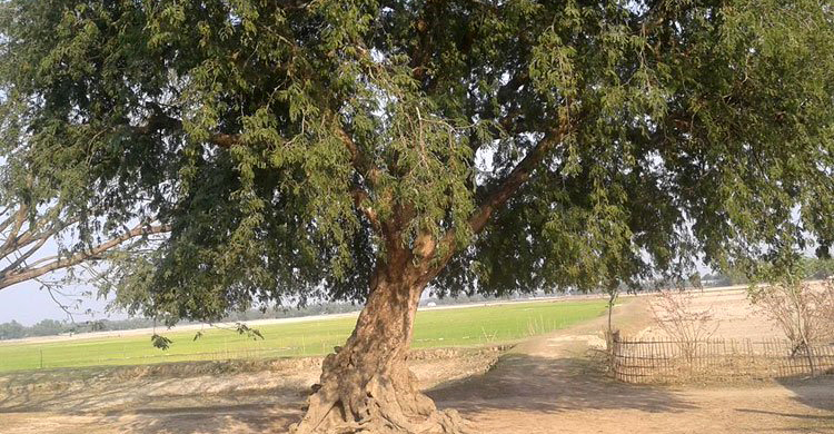 রাজবাড়ীতে তেঁতুল গাছ থেকে পড়ে চিরকুমার বৃদ্ধের মৃত্যু