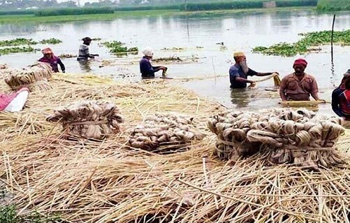 জাতীয় পাট দিবস আজ