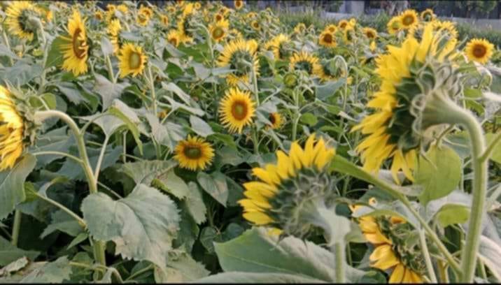 নাগরপুরে সৌখিন চাষি সূর্যমুখী কুসুম চাষে সফল