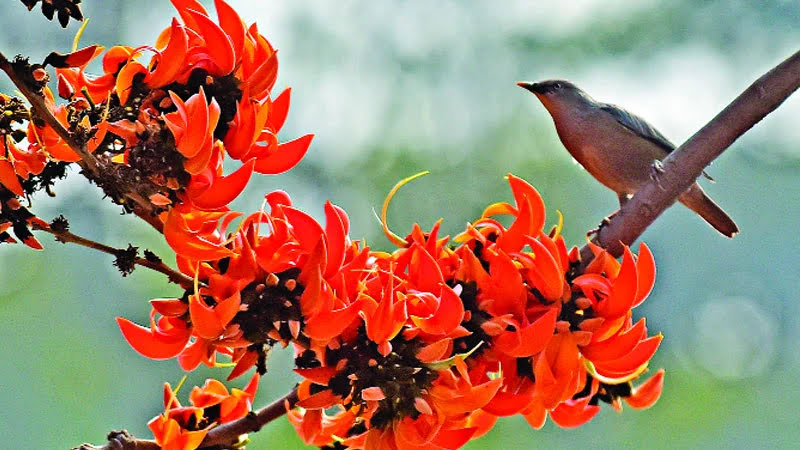 বসন্তের আগমনে কালিহাতী: ফুলে-গানে রঙিন এক উৎসব