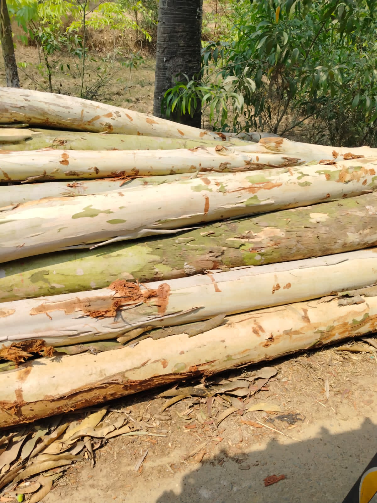 খৈলশা জানি বিটের আওতায় অবৈধ বাগান কাঠের রমরমা ব্যবসা