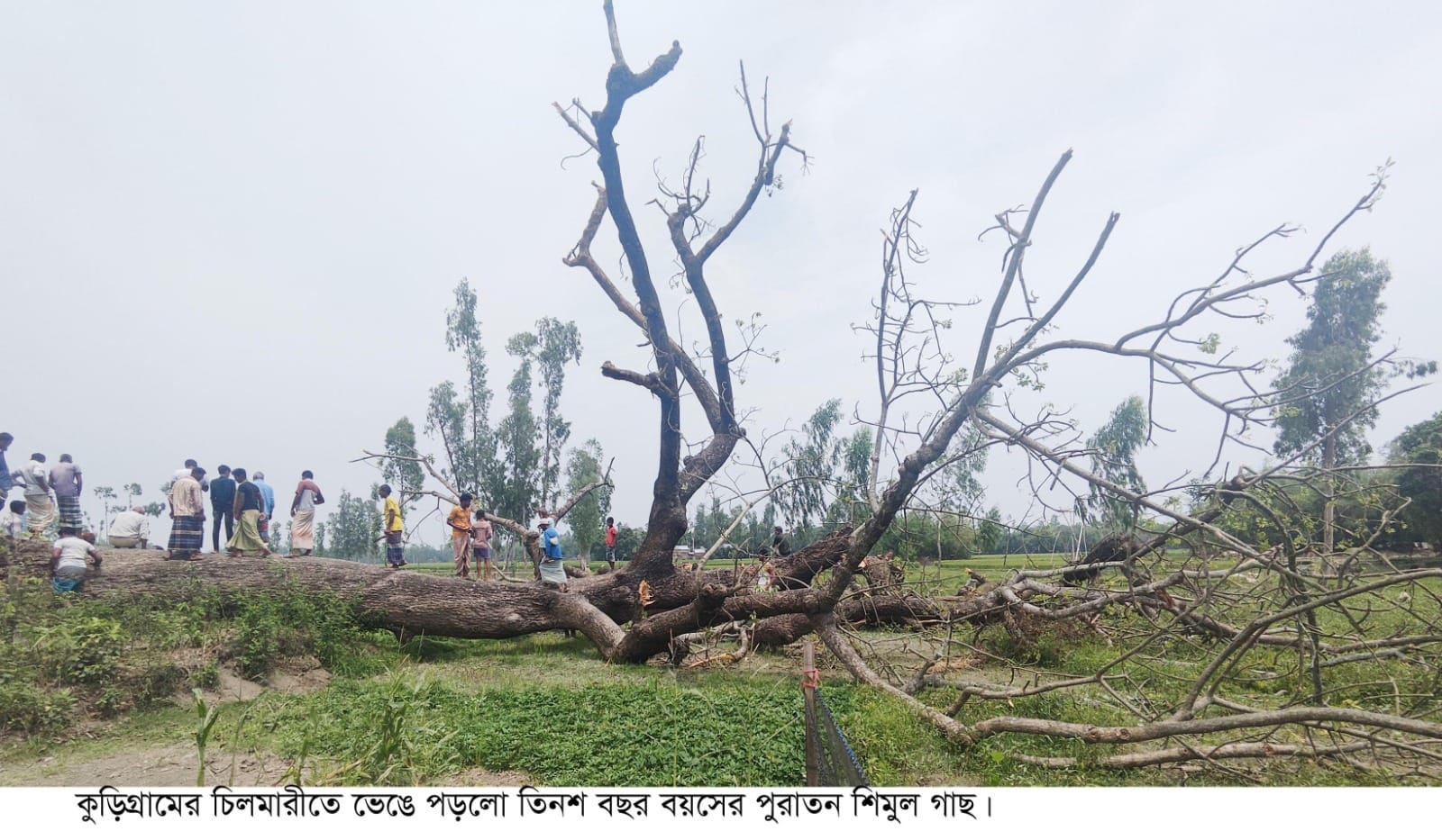 চিলমারীতে ভেঙে পড়লো তিনশ বছর বয়সী ভৌতিক গাছ