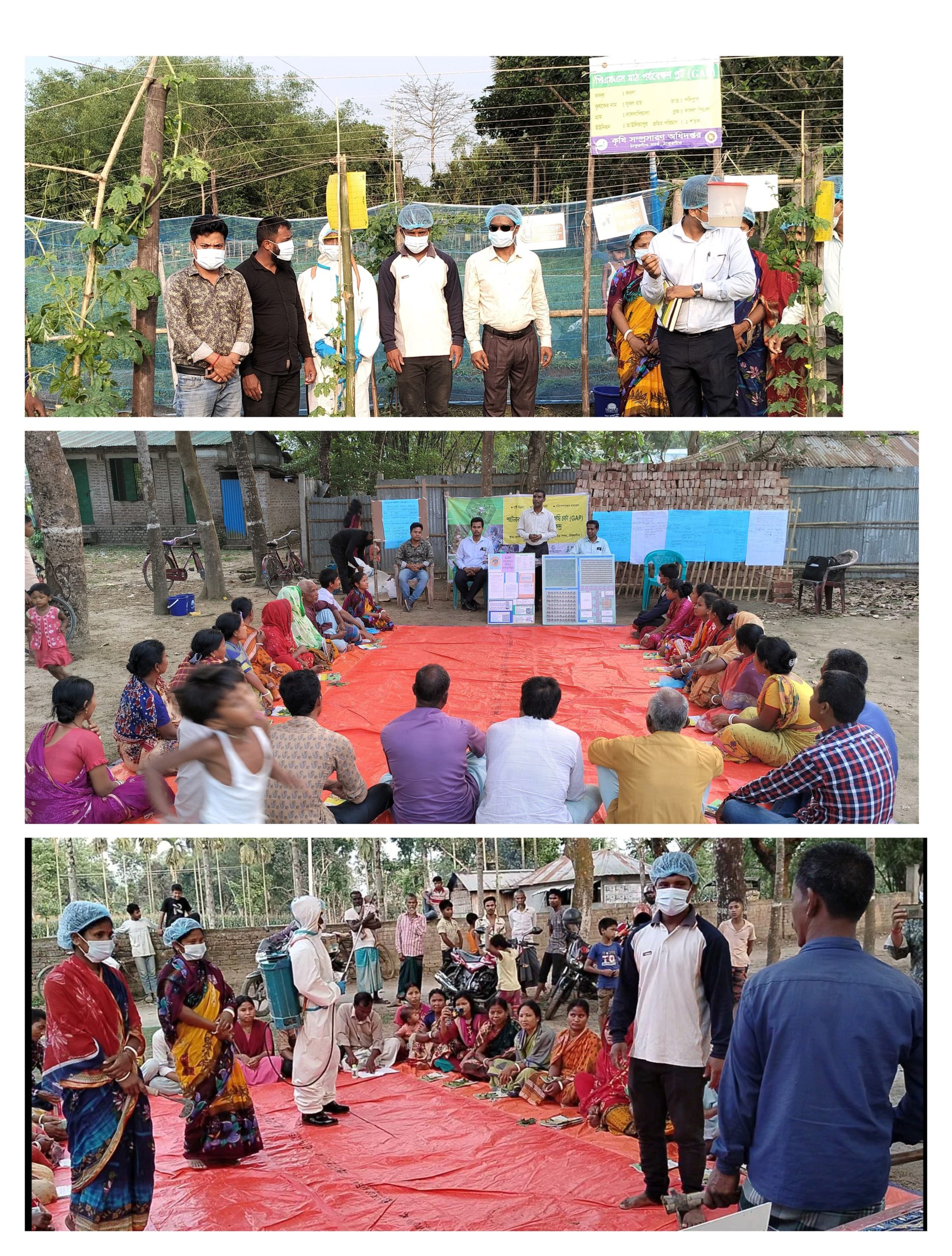 ঠাকুরগাঁওয়ের প্রত্যন্ত গ্রামে চলছে পার্টনার ফিল্ড স্কুল উত্তম কৃষি চর্চা কার্যক্রম