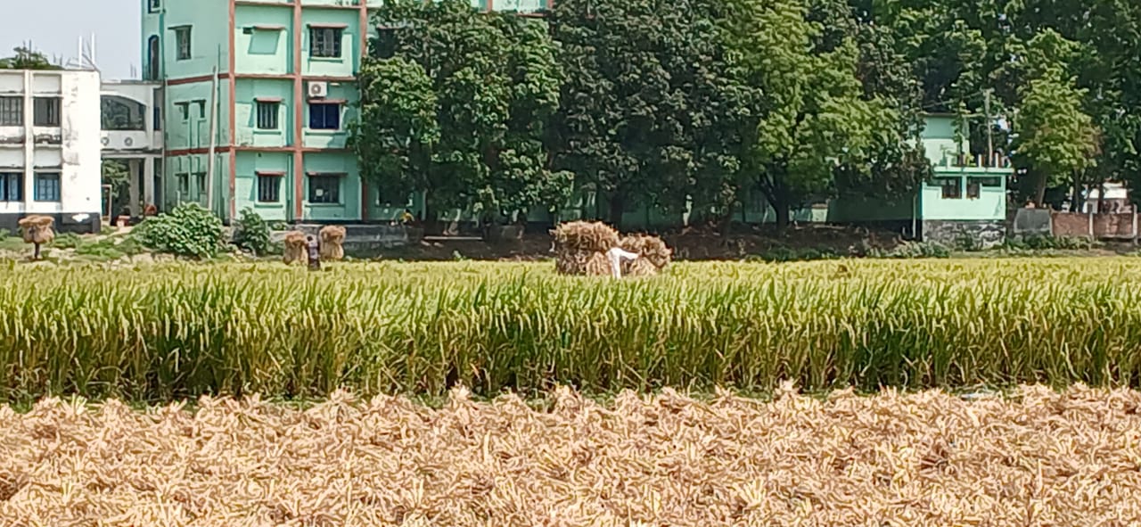 মনের আনন্দে ধান কাটছে কৃযক