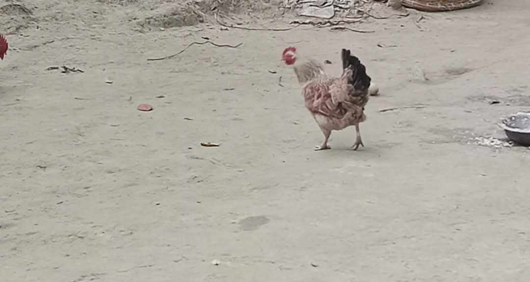 নাগরপুরে সাংবাদিকের মুরগি এবার মোরগে রুপ নিয়েছে!হাজারো জনতার ভীড়