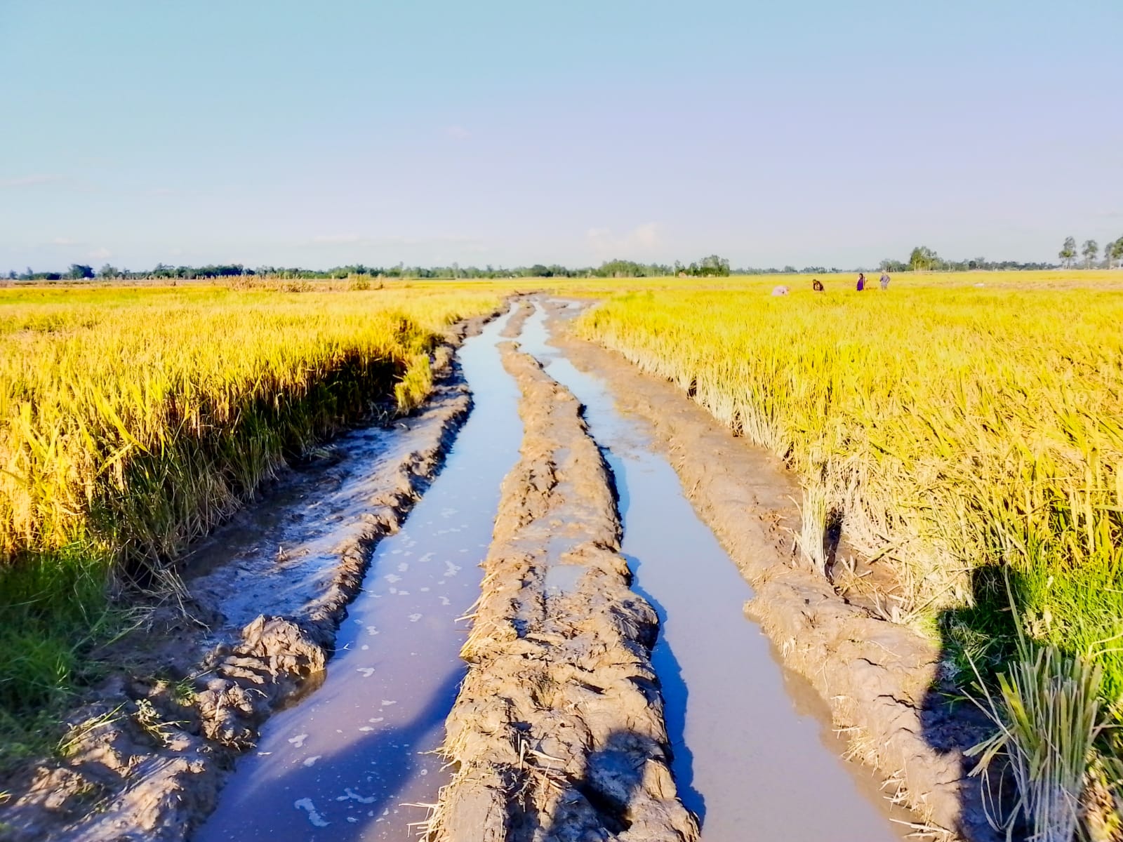 বীরগঞ্জে রাতের আধারে কৃষকের ধান কেটে দিল দুর্বৃত্তরা