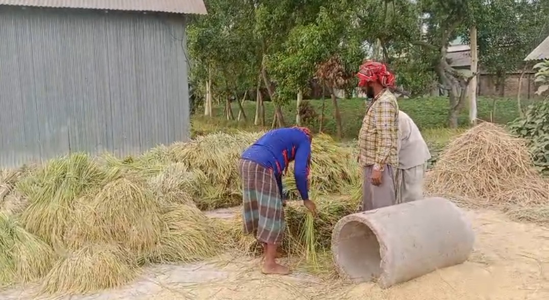 কালিহাতীতে বোরো ধানের বাম্পার ফলন, কৃষকের মুখে প্রশান্তির হাসি