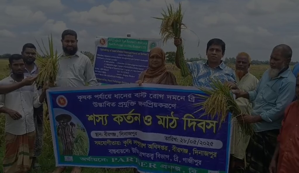 বীরগঞ্জে শস্য কর্তন ও মাঠ দিবস অনুষ্ঠিত