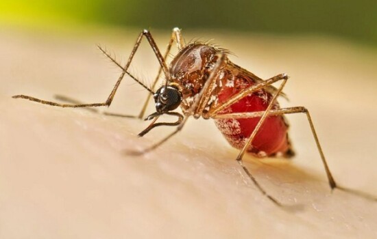 ডেঙ্গুতে ২৪ ঘণ্টায় ২৬ জন হাসপাতালে ভর্তি