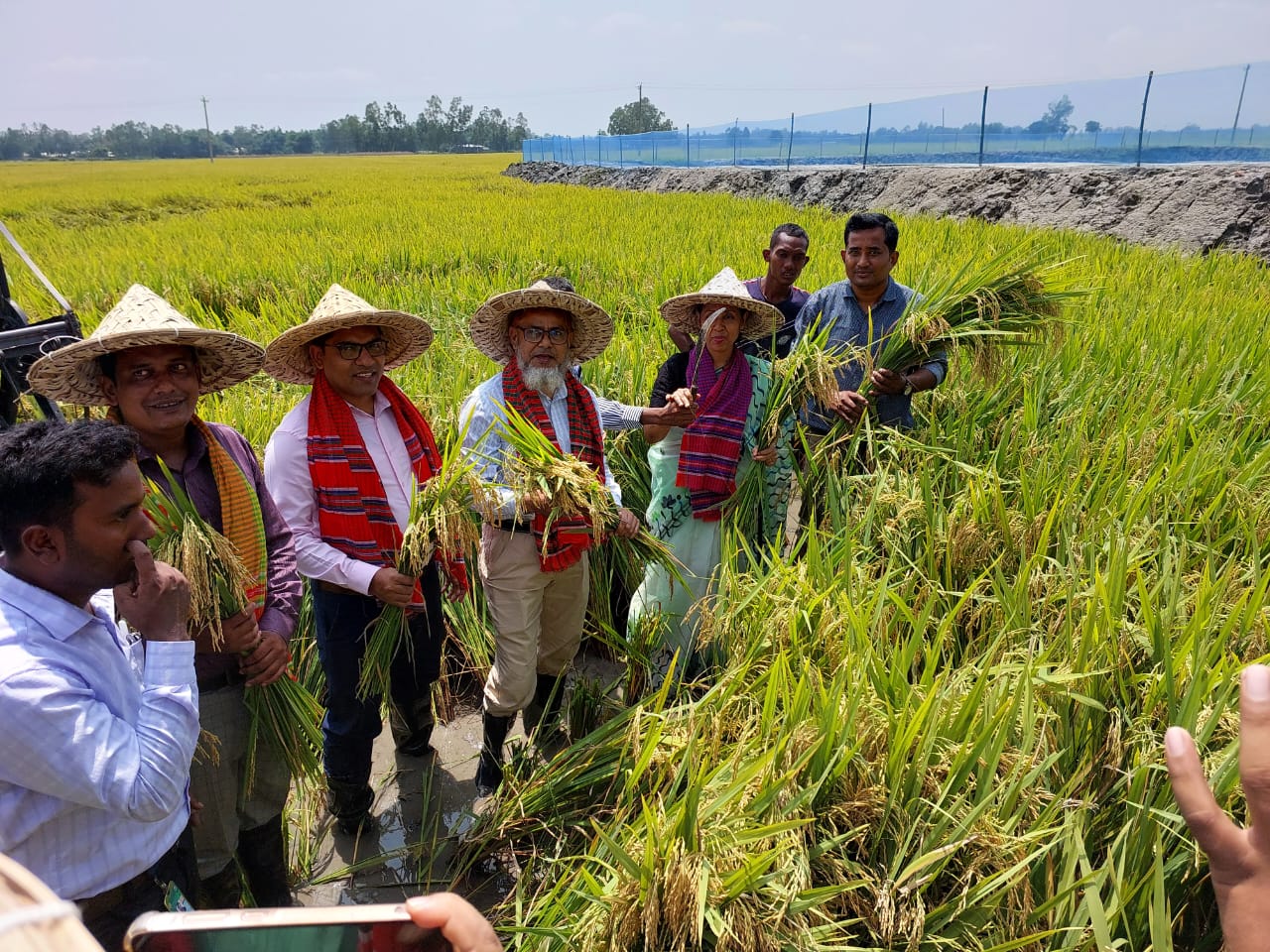 ঠাকুরগাঁওয়ে সমলয় পদ্ধতিতে চাষ করা বোরো ধান কাটা উৎসব